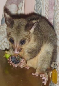 Bruce, Emu Ridge Eucalyptus oil Kangaroo Island