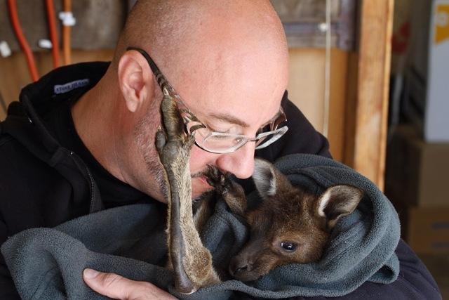 Animals, Ridge Eucalyptus oil Kangaroo Island