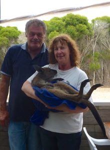 Baby Kangaroo, Emu Ridge Eucalyptus oil Kangaroo Island