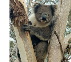 koala