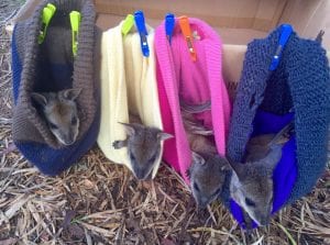 Baby animals, Emu Ridge Eucalyptus oil Kangaroo Island