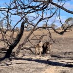 Fires, Emu Ridge Eucalyptus oil Kangaroo Island