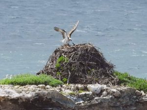 osprey deestrees