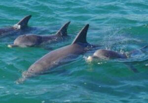 Kangaroo Island Dolphin Watch